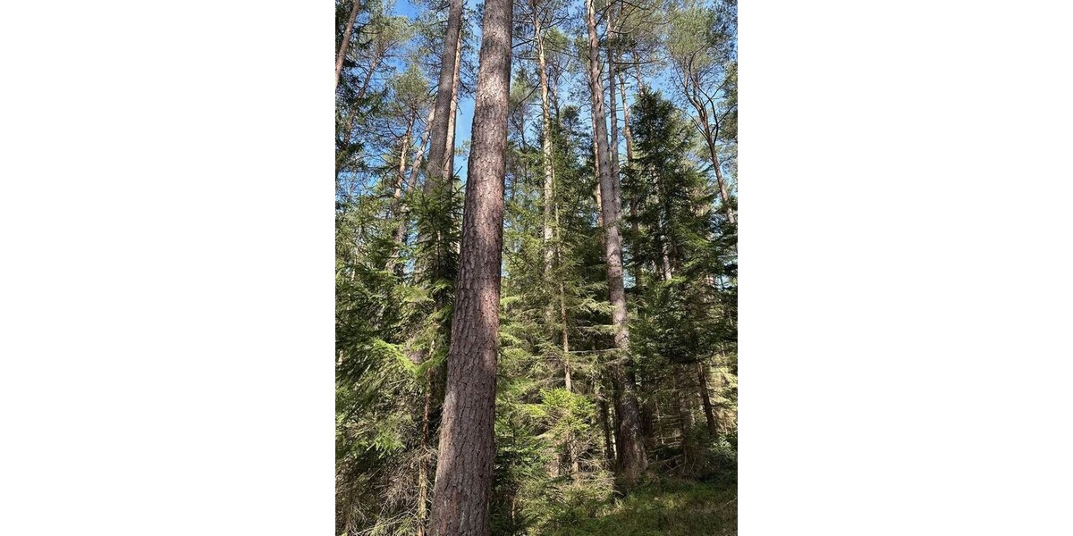 Waldgrundstück Ebersberg 18 ha - Grundstück Edling | Angebot:24604794