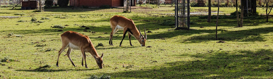 Wildfreizeitpark Oberreith Unterreit Chiemgau Bayern