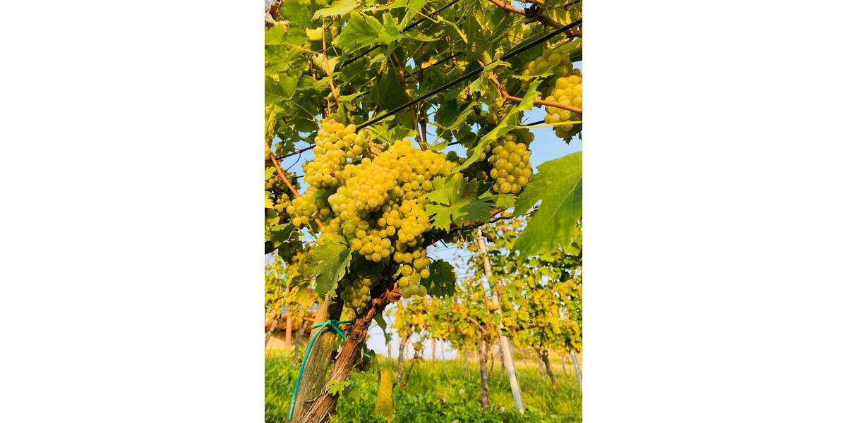 Einfamilienhaus Rosenheim Innenstadt - 1 Zimmer, 30 m&sup2;, 159.000&euro; | Angebot:25304969