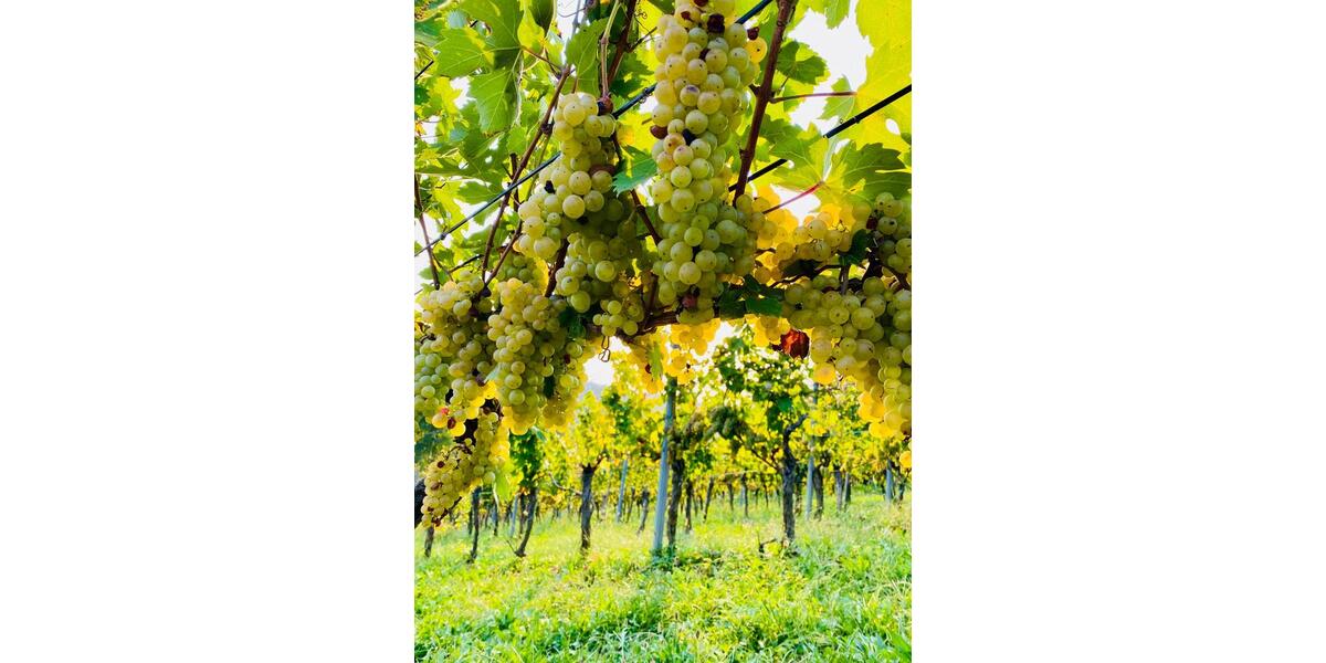 Einfamilienhaus Rosenheim Innenstadt - 1 Zimmer, 30 m&sup2;, 159.000&euro; | Angebot:25304969